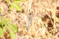 Orthetrum cancellatum