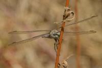 Orthetrum brunneum