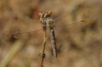 Orthetrum brunneum