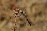 Orthetrum brunneum