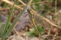 Orthetrum cancellatum