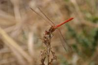 Sympetrum vulgatum