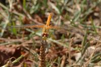 Sympetrum fonscolombii