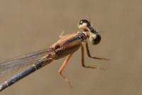 Ischnura pumilio