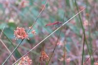 Sympetrum sanguineum