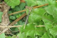 Platycnemis pennipes