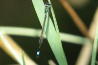 Ischnura elegans