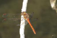 Sympetrum striolatum