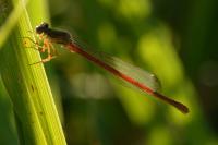 Ceriagrion tenellum