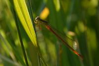 Ceriagrion tenellum