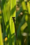 Ceriagrion tenellum