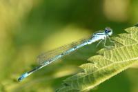 Coenagrion puella