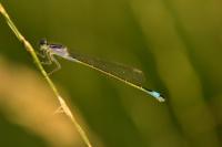 Ischnura elegans