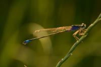 Ischnura elegans