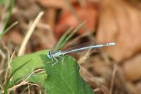 Platycnemis pennipes