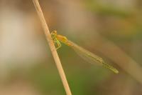 Ischnura pumilio