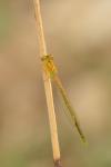 Ischnura pumilio
