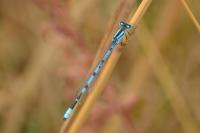 Enallagma cyathigerum