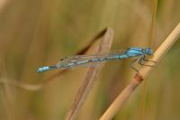 Enallagma cyathigerum