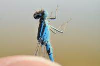 Coenagrion scitulum