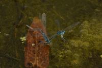 Coenagrion scitulum