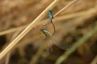 Ischnura elegans