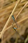 Ischnura elegans
