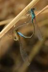Ischnura elegans