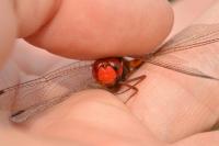 Crocothemis erythraea