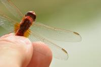 Crocothemis erythraea
