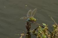 Anax imperator