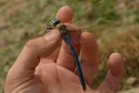Anax imperator