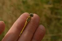 Sympetrum fonscolombii