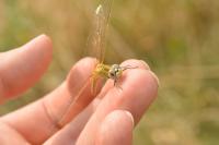 Sympetrum fonscolombii