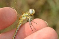 Sympetrum fonscolombii