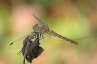 Sympetrum sanguineum