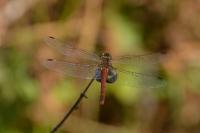Sympetrum sanguineum