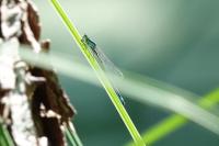 Ischnura elegans