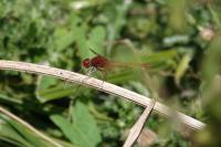 Crocothemis erythraea