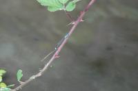 Ischnura elegans