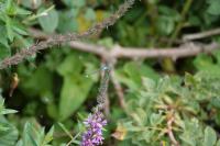 Ischnura elegans