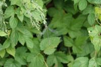 Chalcolestes viridis