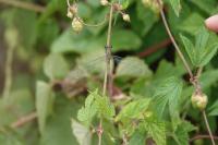 Chalcolestes viridis