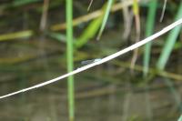 Ischnura elegans