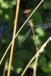 Chalcolestes viridis