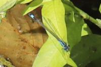 Ischnura elegans
