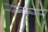 Aeshna mixta