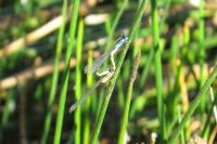 Ischnura elegans