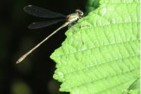 Chalcolestes viridis