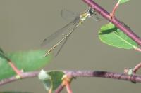 Chalcolestes viridis